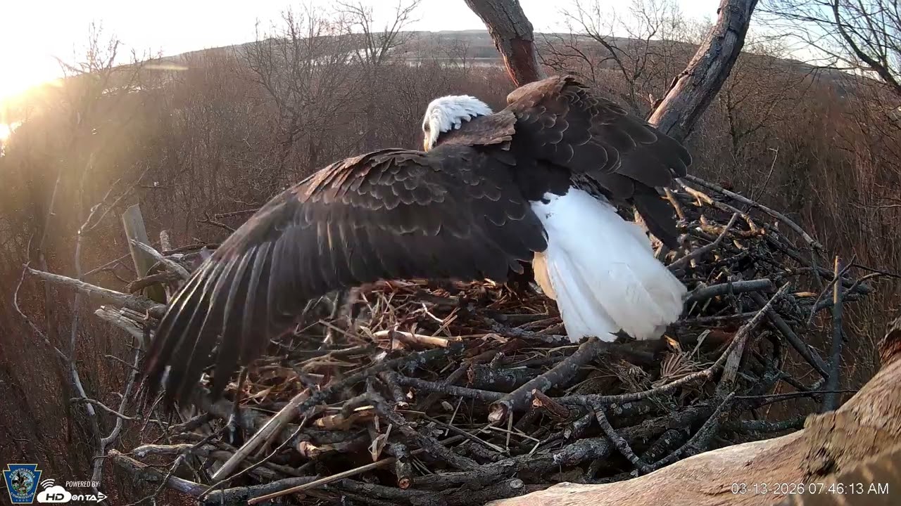 Hanover Eagles Live Cam   HDOnTap — Mozilla Firefox 2026 03 13 07 45 09