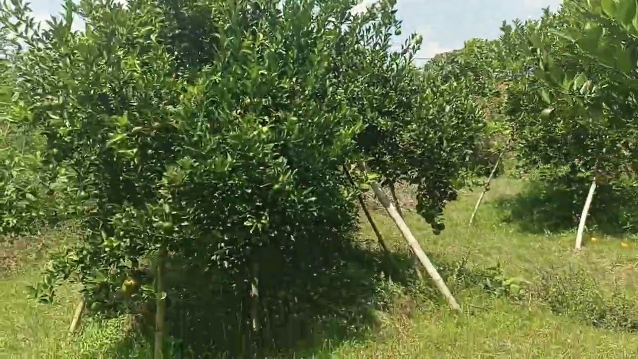 Lahan buah jeruk Siem madu baru berumur 2,5thn istimewa