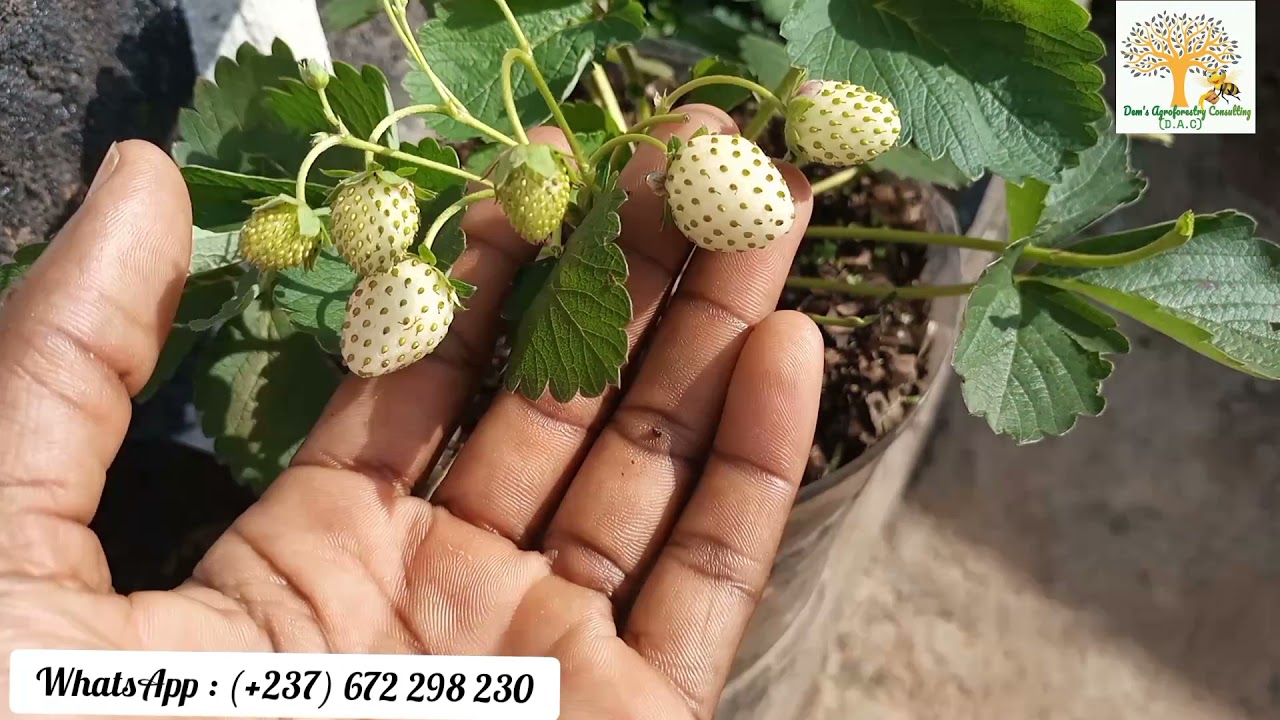 Évolution des plants de fraisiers à domicile...