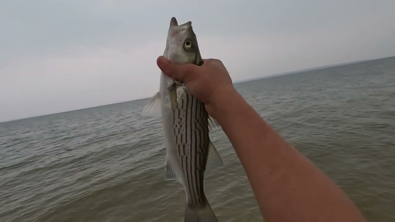 Catch box fish striper with jigs.