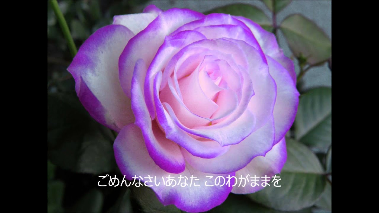 忘れて欲しい  milkye326   (オリジナル　渥美二郎）