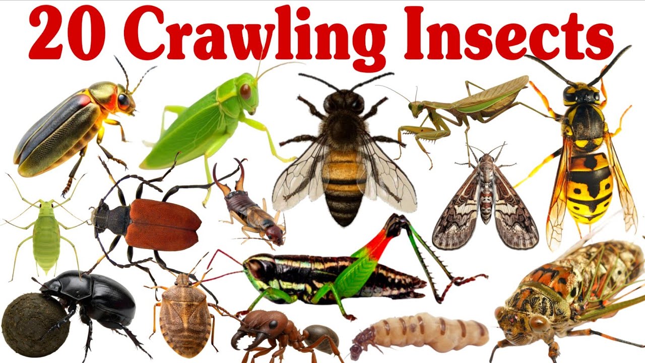 20 रेंगने वाले कीड़ों के नाम | 20 Crawling Insects Name for Kids  in English and Hindi with Pictures