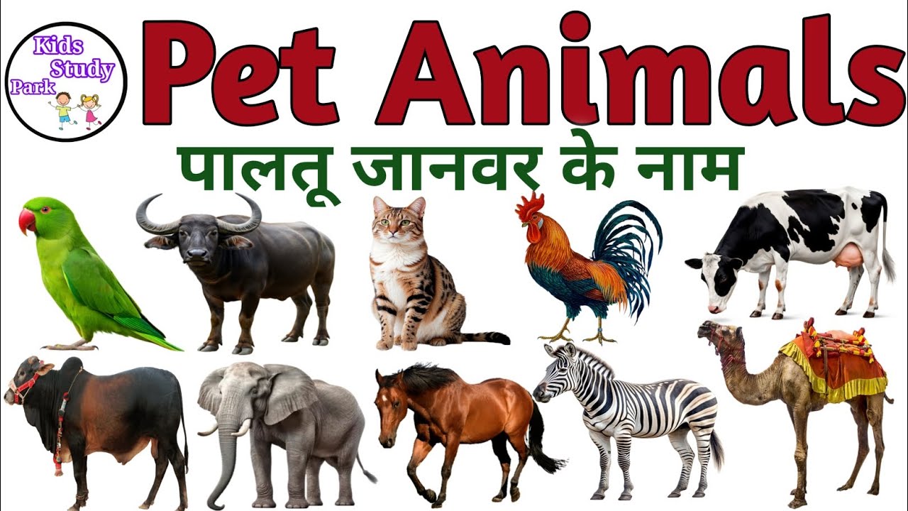 Pet Animals Name in Hindi and English | पालतू जानवर के नाम हिंदी और इंग्लिश में | Domestic Animals