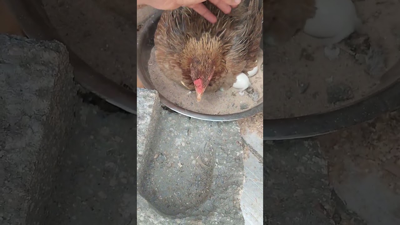احوال الدجاج