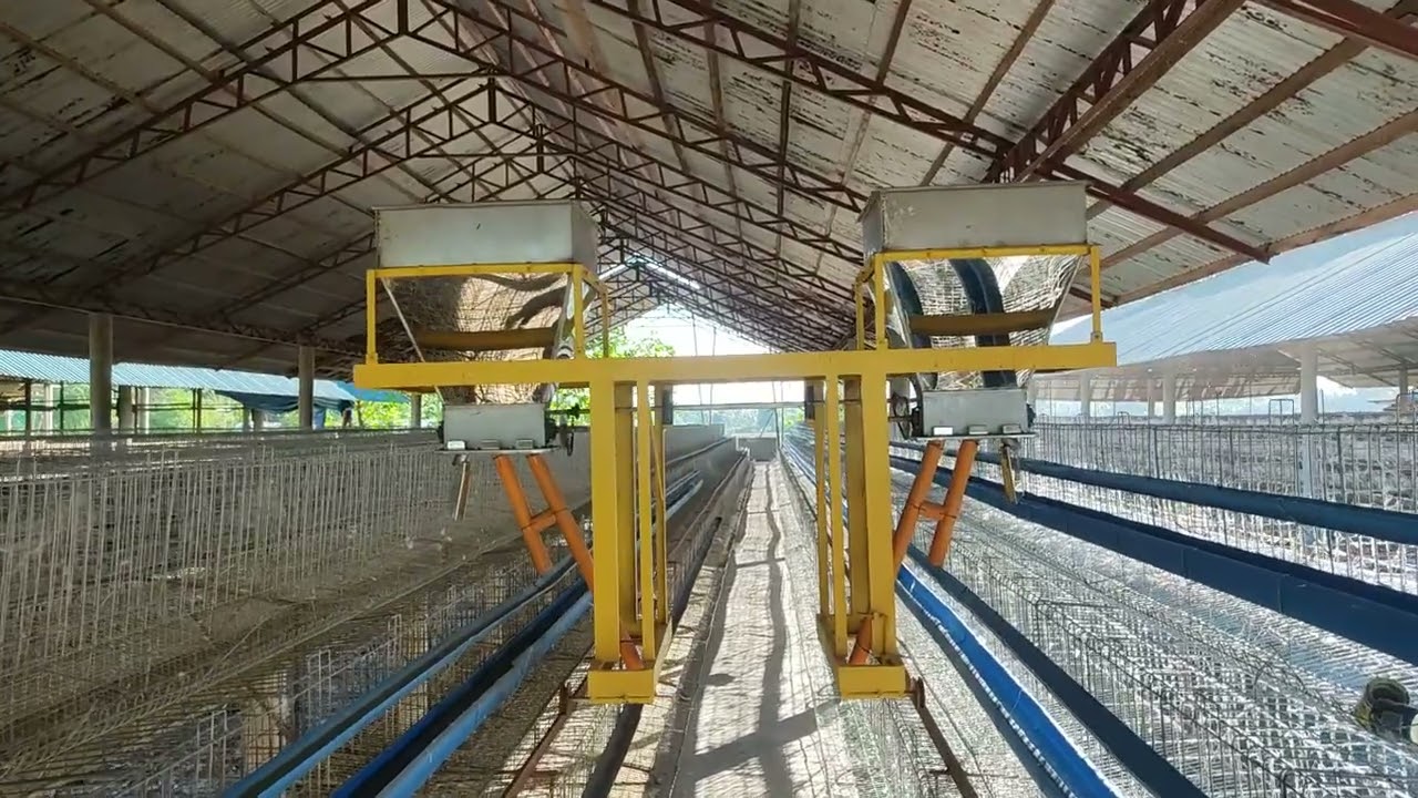 hitsura Ng semi automatic feeder at full automatic  poultry haus na 24M ang cost 40,000hds capacity