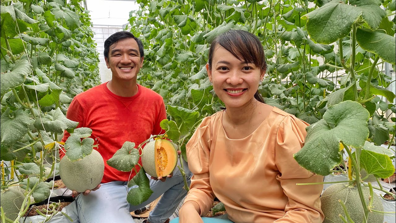 Độc Lạ Vườn Dưa Lưới Đẹp Độc Đáo Tại Thành Phố Vĩnh Long | Khương Nhựt Minh
