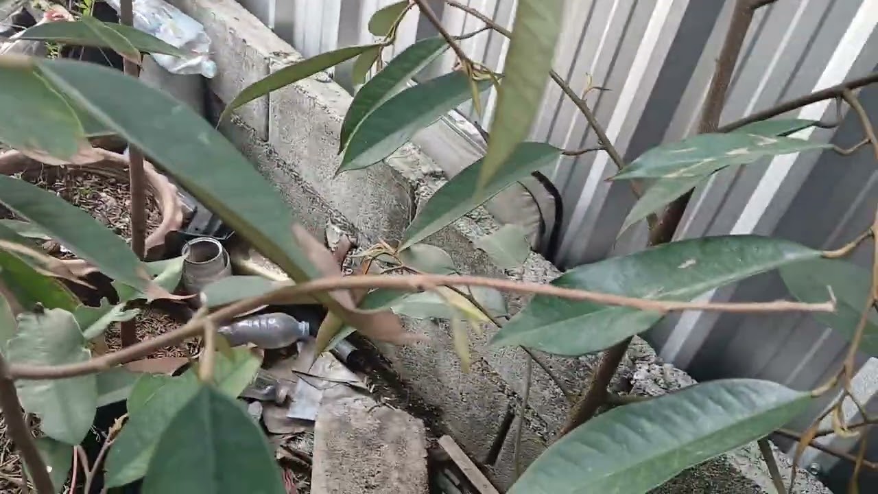 ทดลองปุ๋ย ใช้ได้ดีมาก ยอดออกมาดี