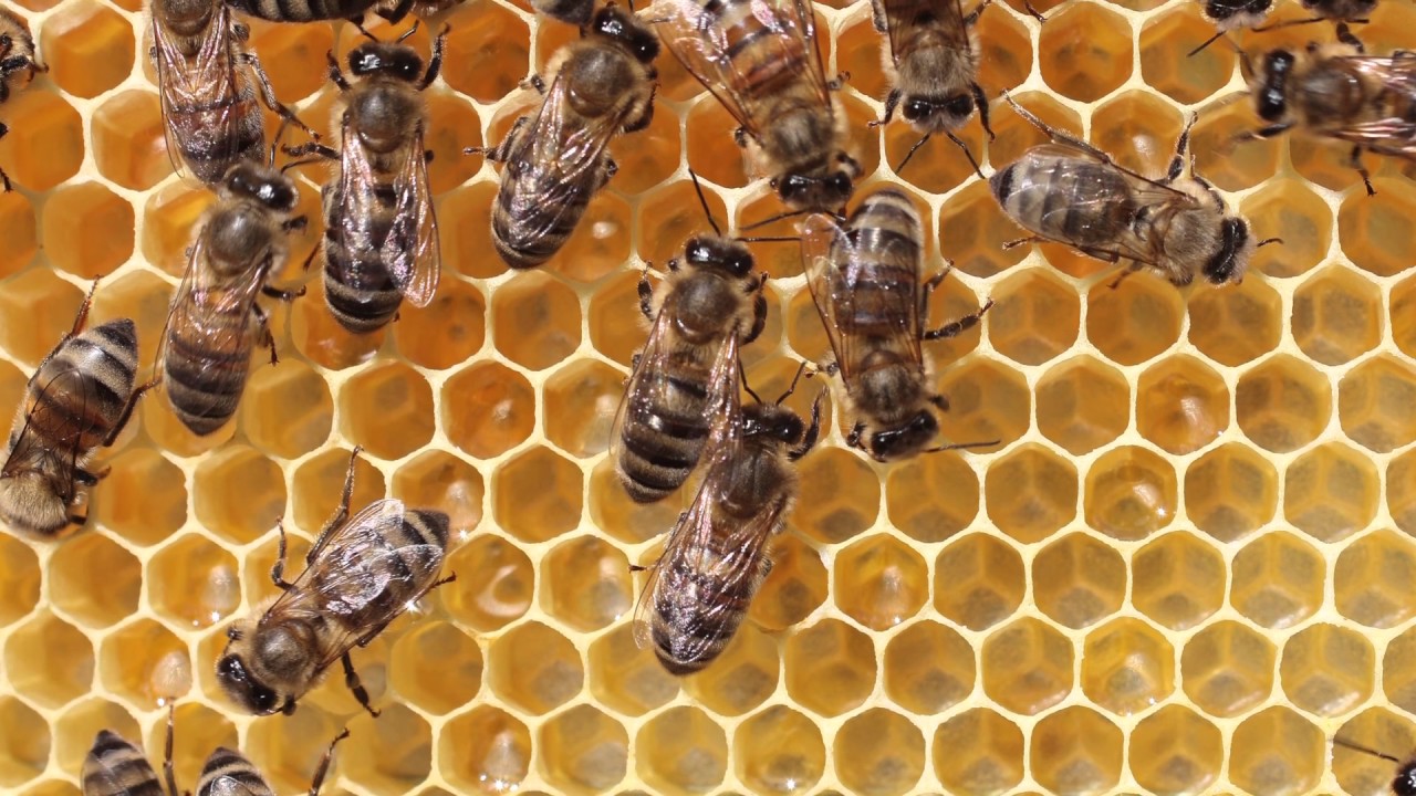 Michigan’s role in pollinator protection