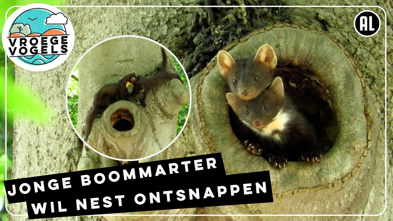 Jonge boommarter wil op avontuur | Zelf Geschoten | Vroege Vogels