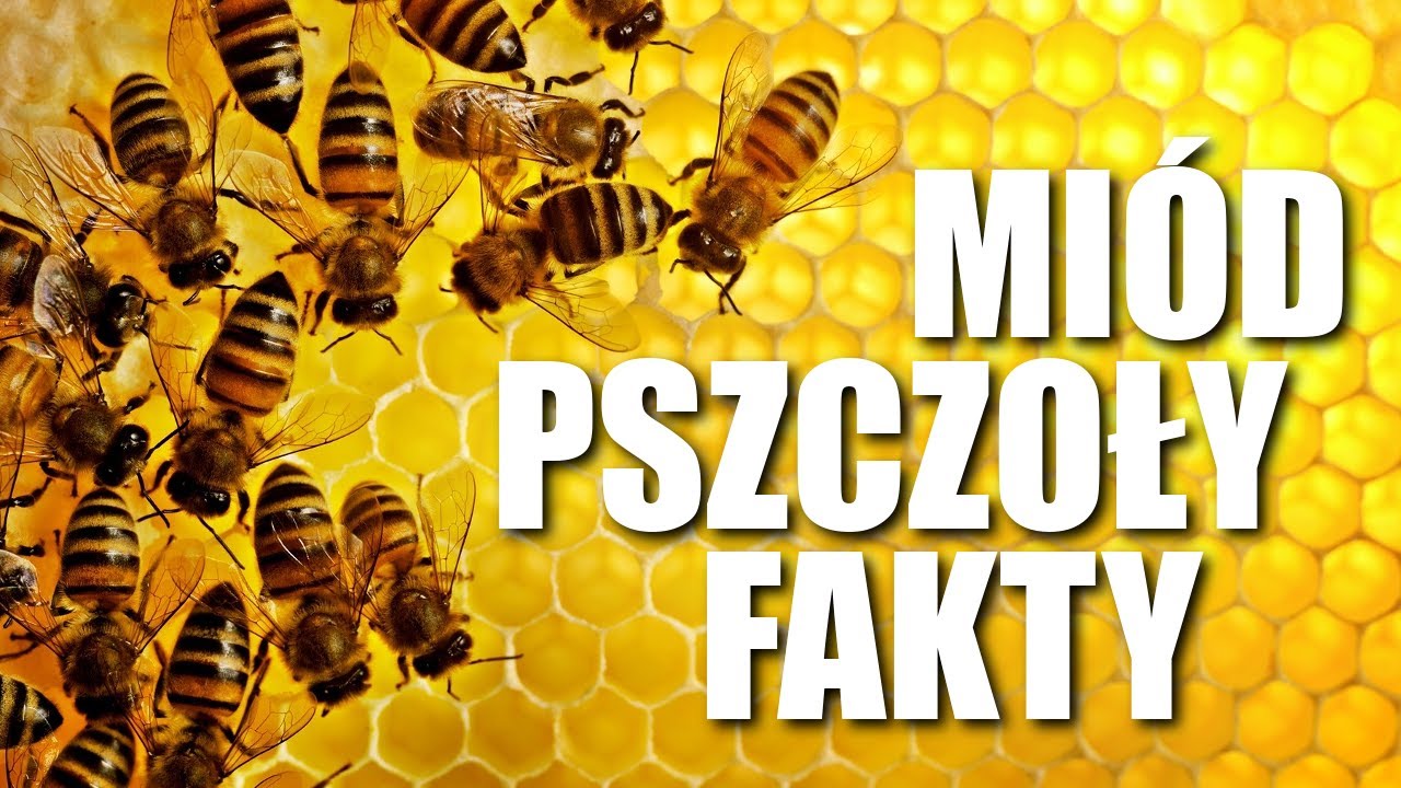 PSZCZOŁY & MI&Oacute;D - FAKTY I CIEKAWOSTKI