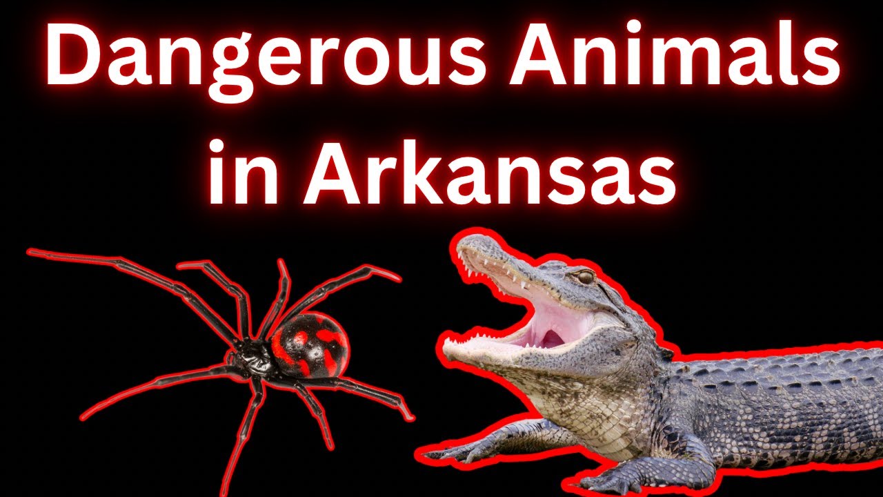 Dangerous Animals in Arkansas