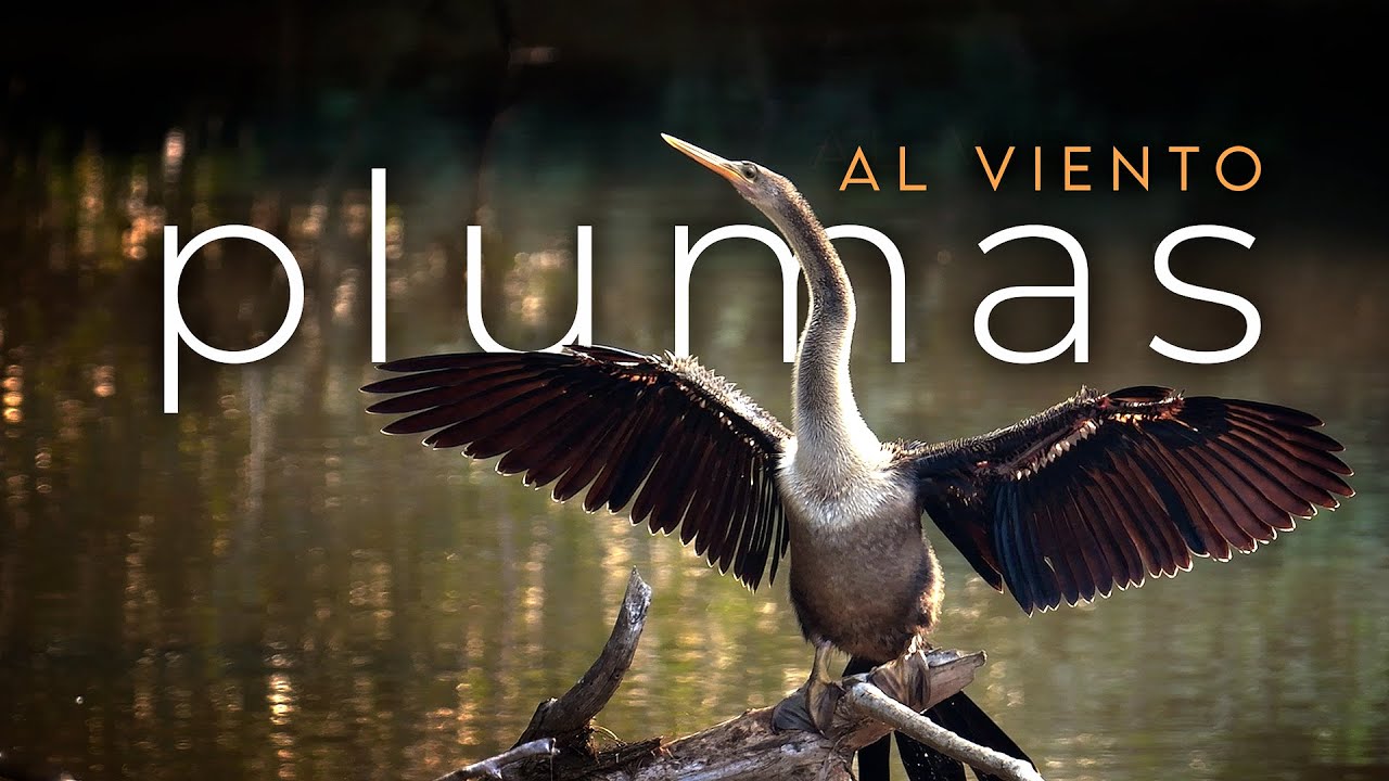 Plumas al Viento | Amanecer con la Aves y la Selva de Misiones | Sunrise with birds in the forest