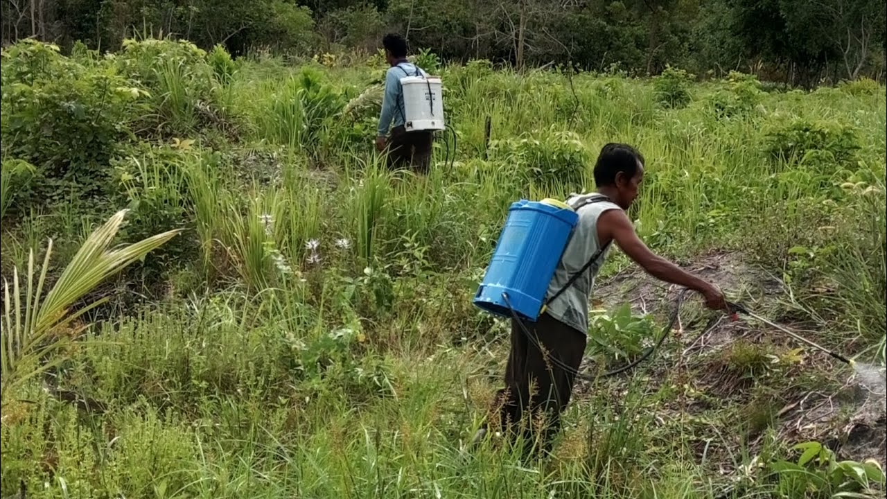Begini Resiko Kebun Yang Lama Di Tinggalkan Tanpa Perawatan