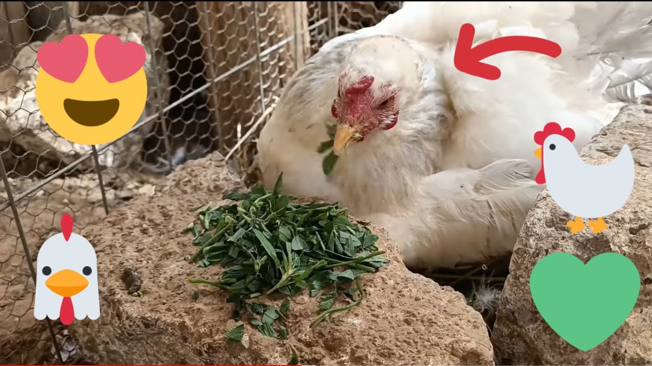 Ya nacieron los CHISPITOS? Le di alfalfa a mi otra gallina CLUECA | Mariana Mai