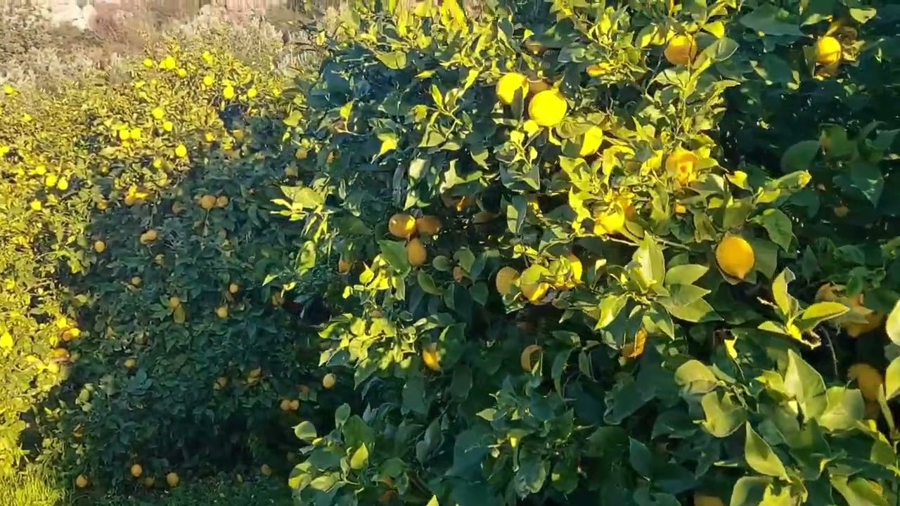 Турция.🇹🇷 Лимонные сады. 🍋 Turkey. Lemon gardens. Türkiye. Limon bahçeleri.