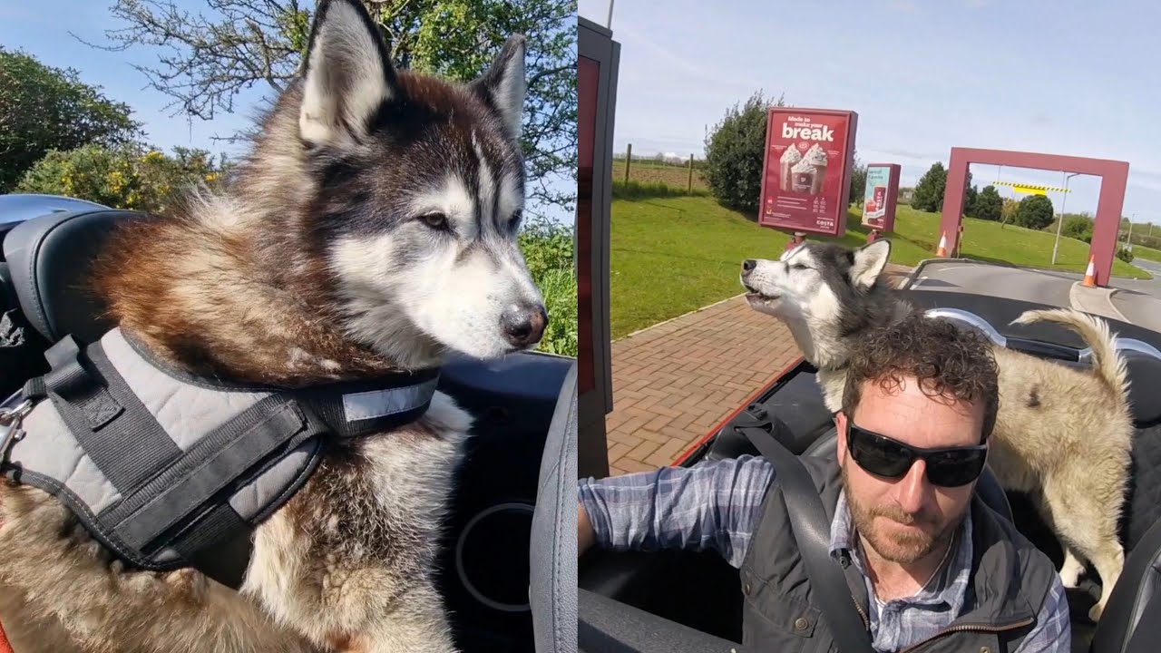 Старый Хаски ОБОЖАЕТ местный автокафе 😂