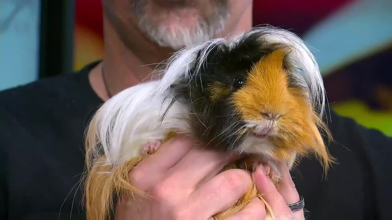 Meet Bucky the long-haired guinea pig and Erin the baby prairie dog!