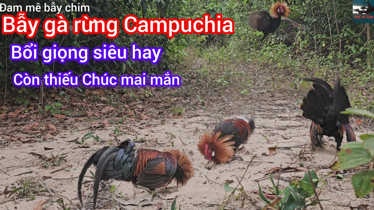 Bẫy gà rừng Campuchia 2026- đụng bổi tơ cà lăm còn thiếu mai mắn 