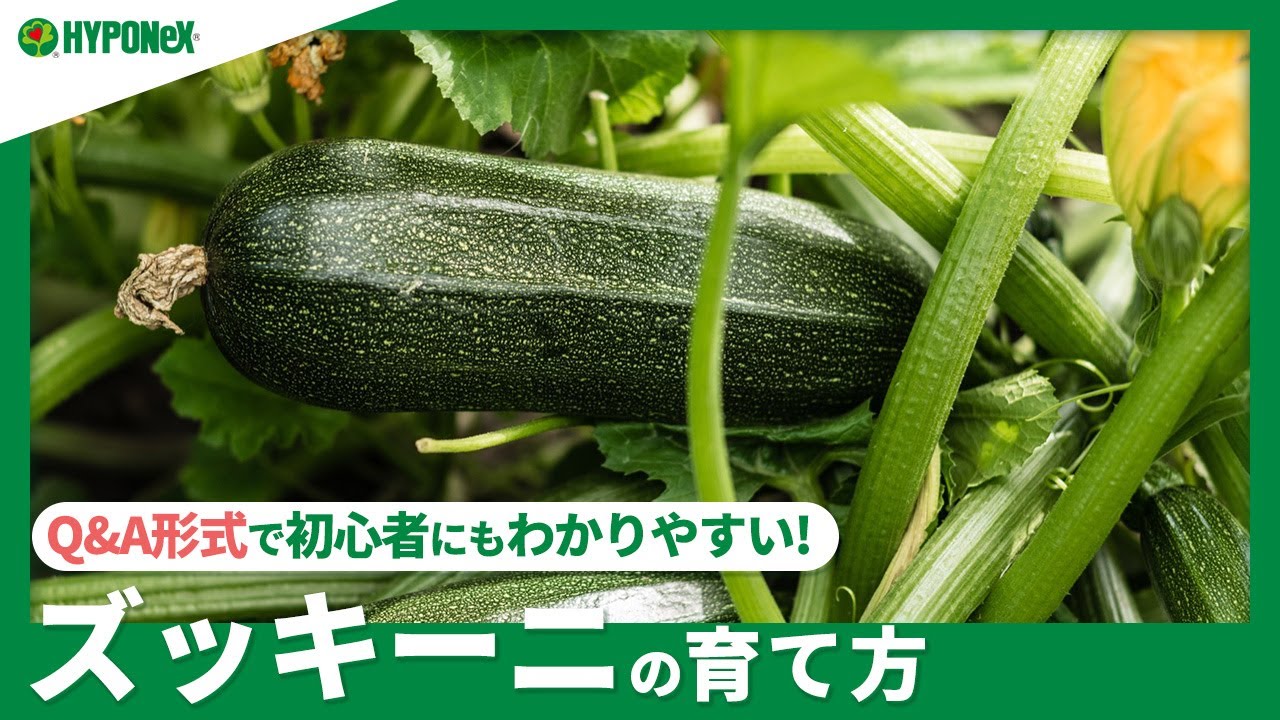 ☘:225 【Q&A】ズッキーニの育て方｜美味しく育てるコツや収穫方法は？水やりや肥料など、日々の管理もご紹介｜【PlantiaQ&A】植物の情報、育て方をQ&A形式でご紹介