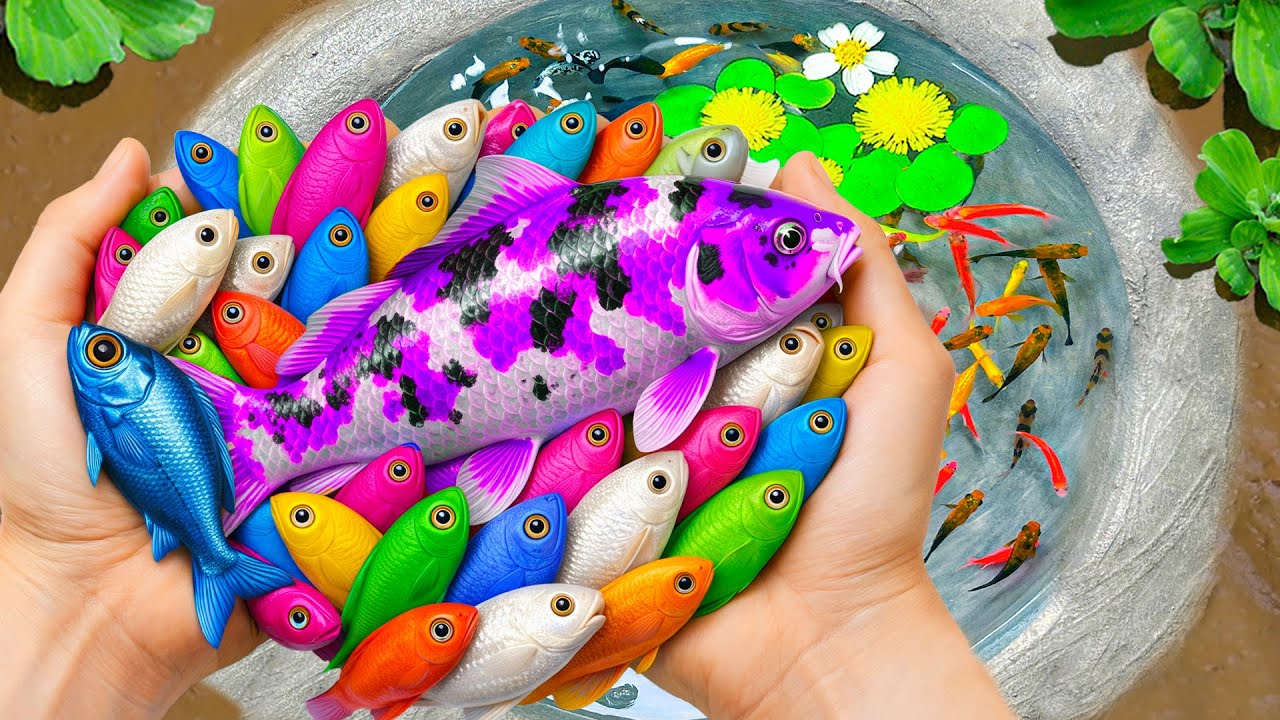 Catch Ornamental Fish in Giant Colorful Eggs, Tropical Fish, Purple Tiger Fish, Dragon Guppy, Koi