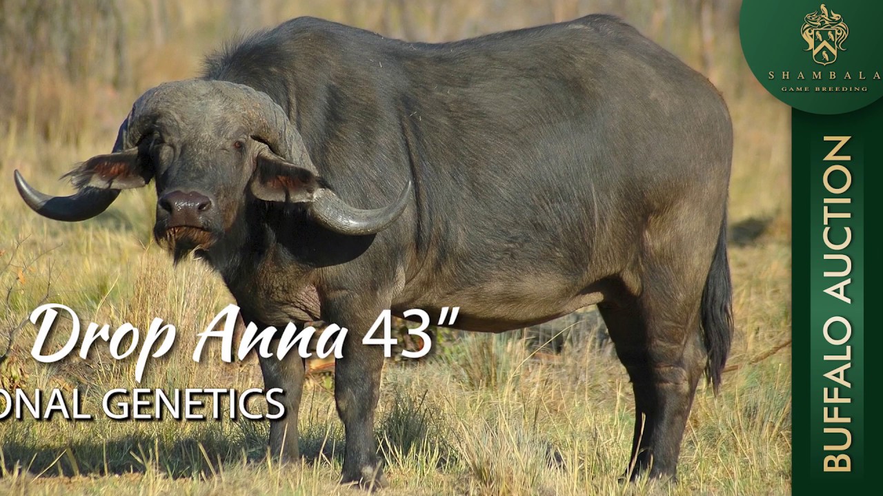 Amhara  35
