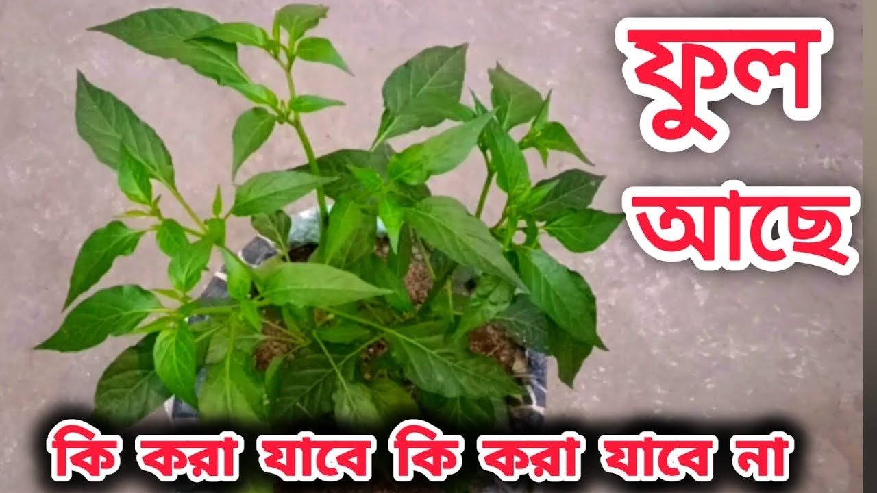 লঙ্কা গাছে ফুল আসার পর কি কি পরিচর্যা করতে হবে // কি করলে লঙ্কা গাছের ফুল ঝরা বন্ধ হবে !