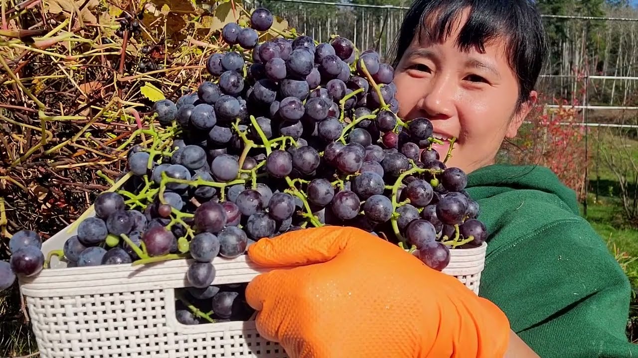 THU HOẠCH NHO T&Iacute;M ,ỚT CHU&Ocirc;NG, C&Agrave; CHUA BỰ