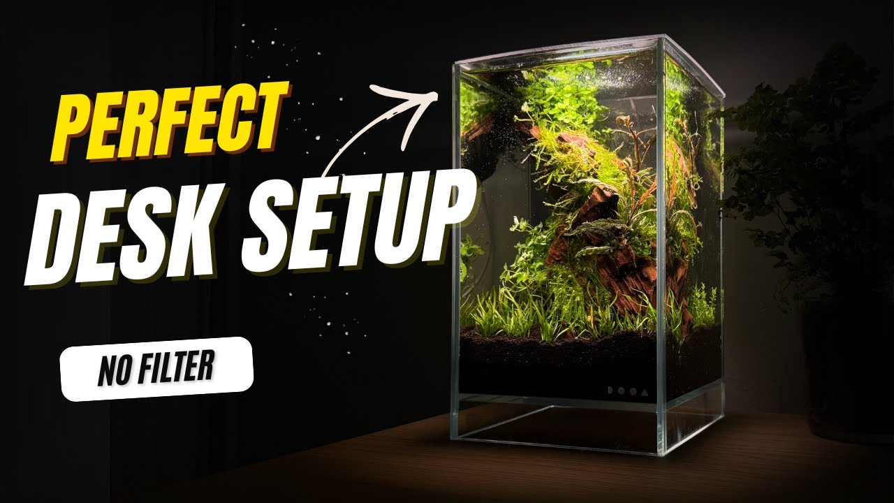 Building the Perfect Desk Aquarium (No Filter)