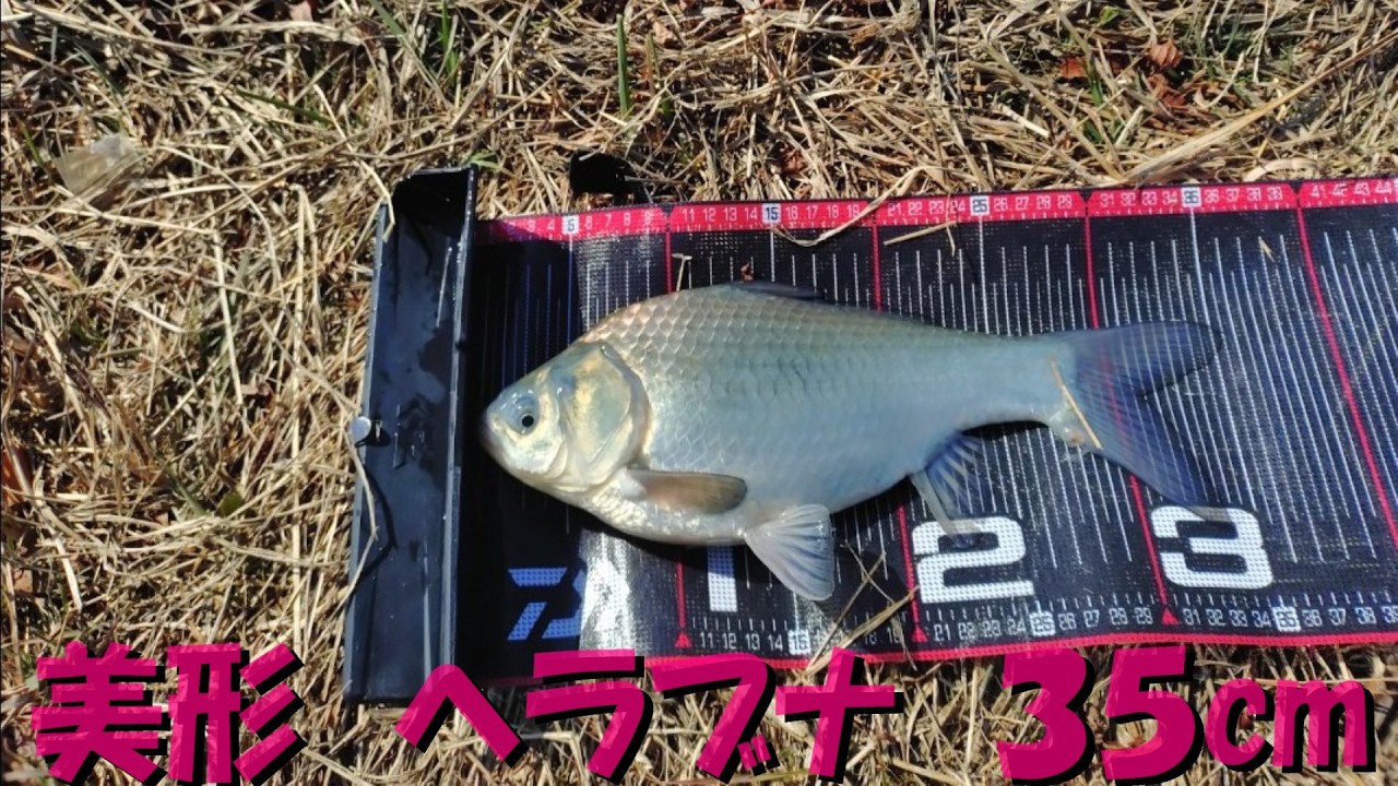 ヘラブナ釣り