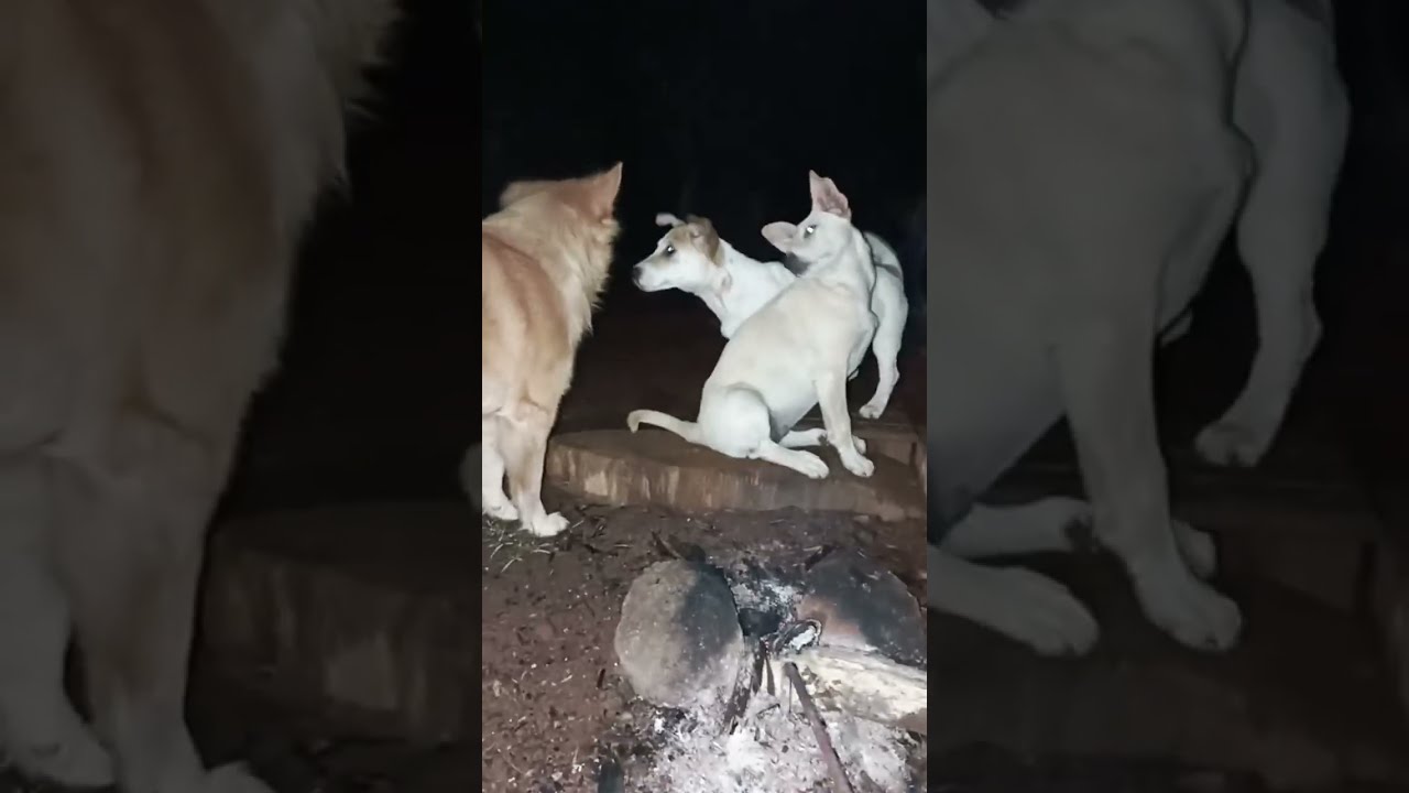 Cold Season Survival: How We Keep Our Pets Warm & Cozy