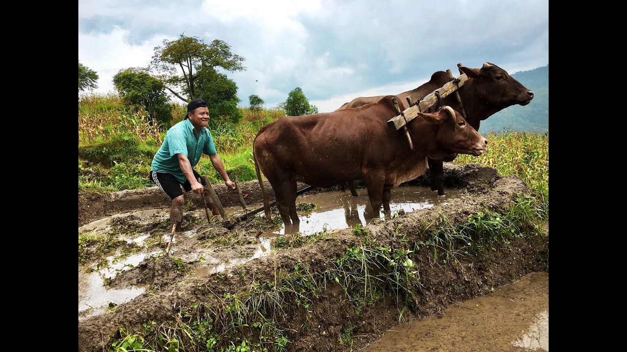Rice planting in Season | Dhan Ropai | Rice Planting at Dhading Jyamrung
