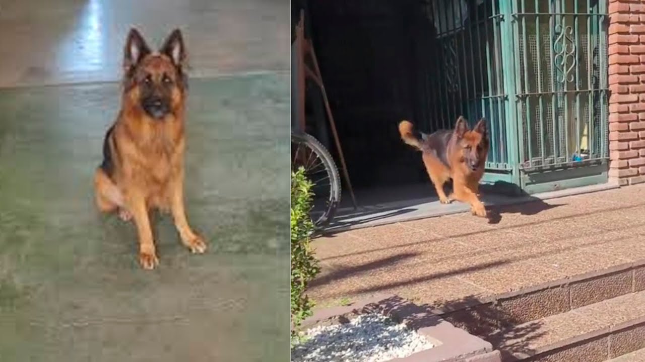 León: el perro que se hizo viral en TikTok por su amor a bañarse cada jueves