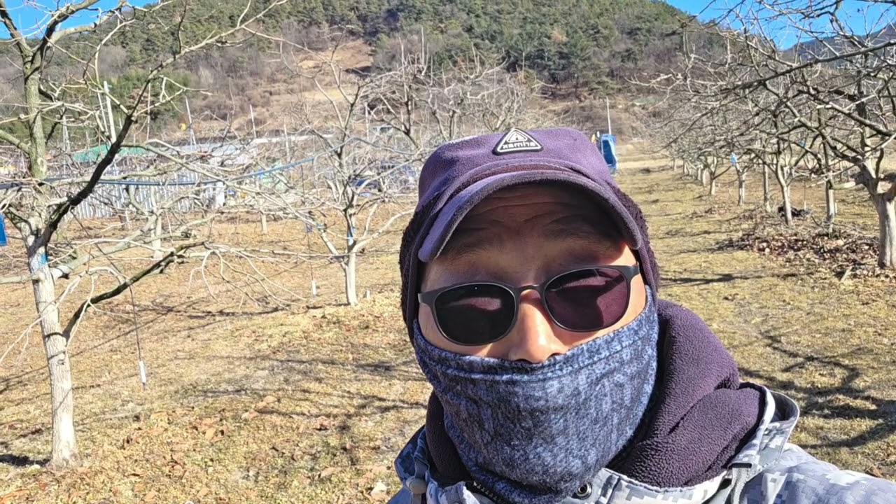 감나무 시집가다
