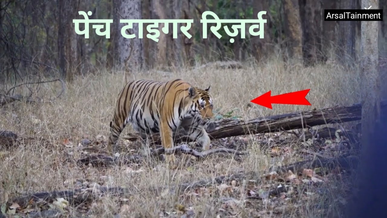 Finally TIGER Dikh Gya 😱