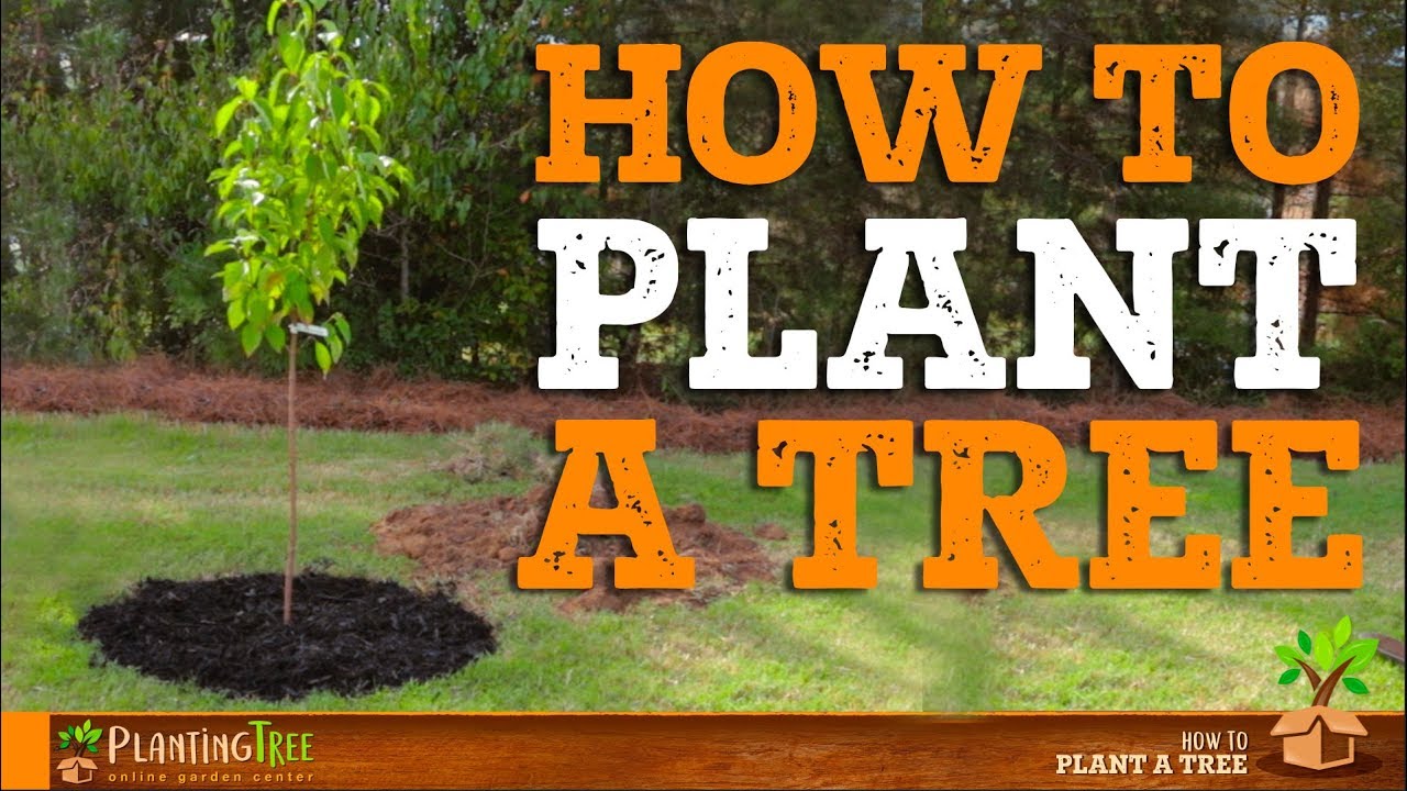 How To Plant A Tree | PlantingTree&trade;