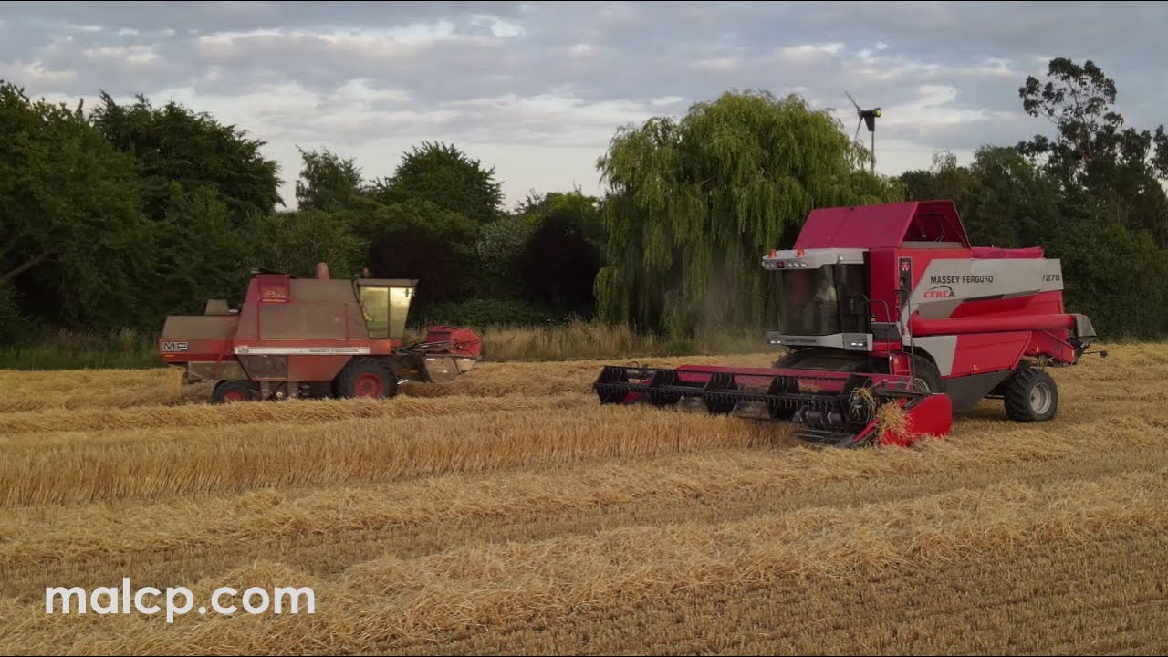 Harvest 2022: Massey Ferguson Cerea 7278 and MF29 combines cutting barley