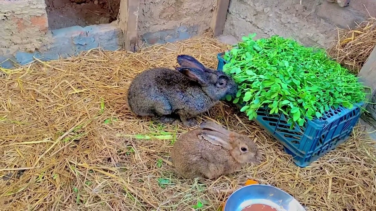 Rabbit colony sistm my rakhy ya cage my# how to rabbits colony 