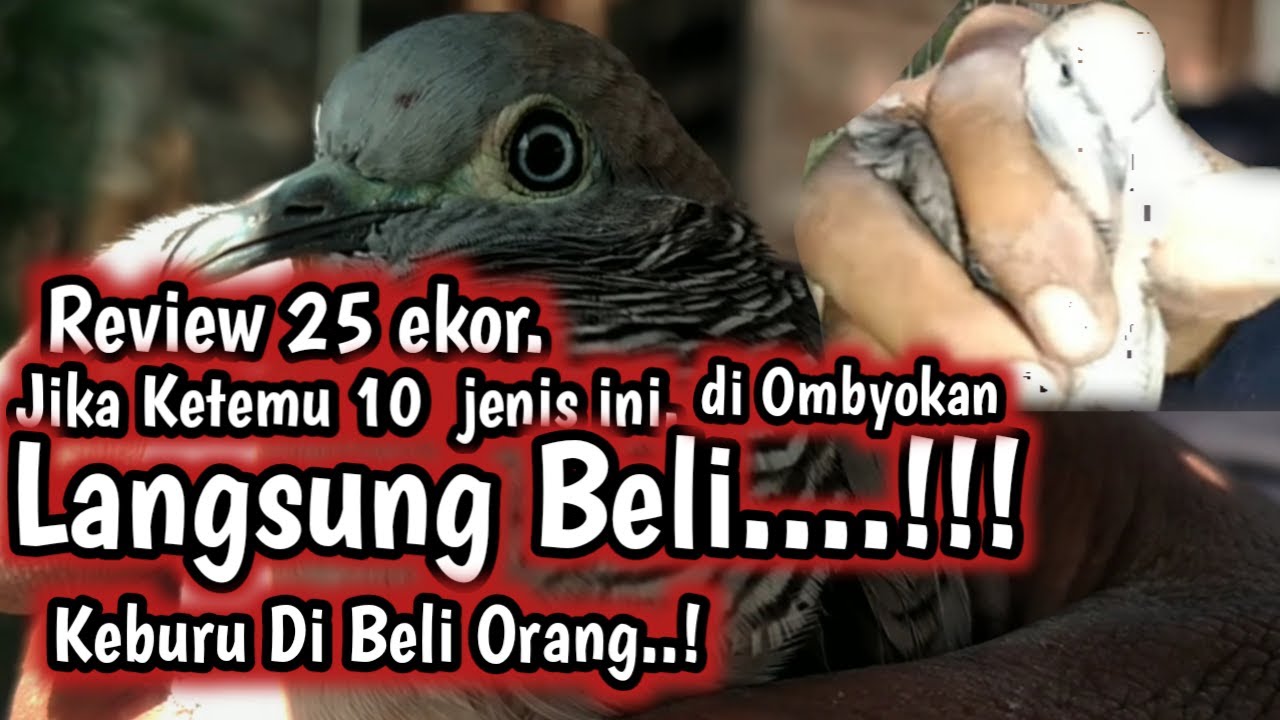 CARA MUDAH MEMILIH PERKUTUT YANG BAGUS, SIMAK BAIK BAIK CIRI CIRINYA
