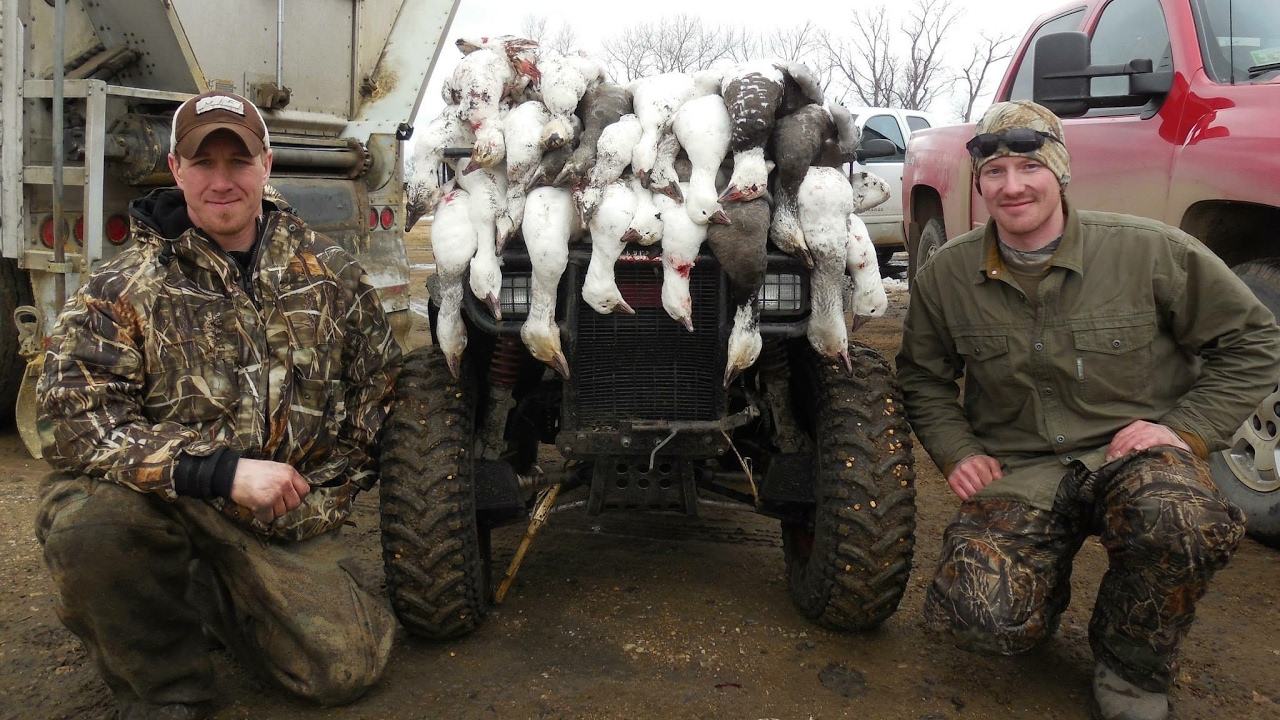 Beginners Guide to Snow Goose Hunting : Decoy Hunting - Spring Conservation Order