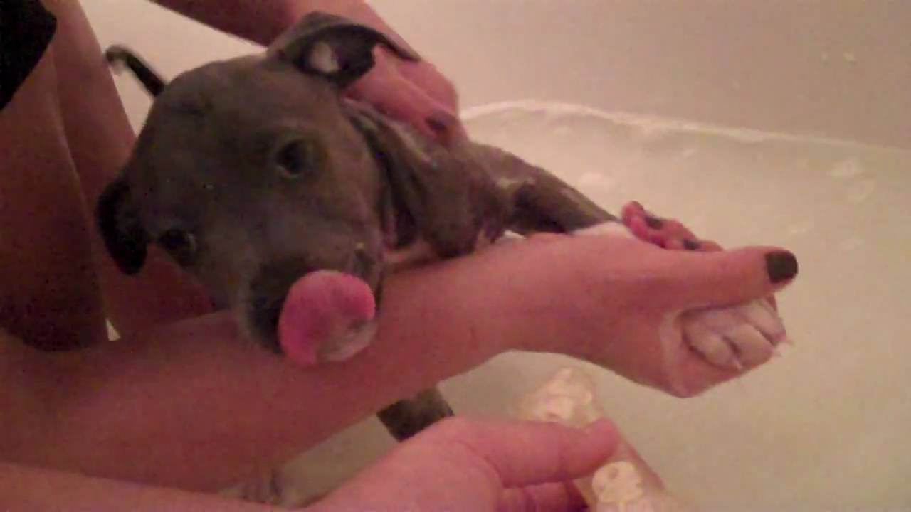 Austin's (the Blue Staffy puppy) first bath experience at 3months old