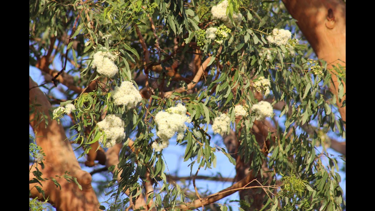 The Beauty and Importance of Eucalypts - Documentary