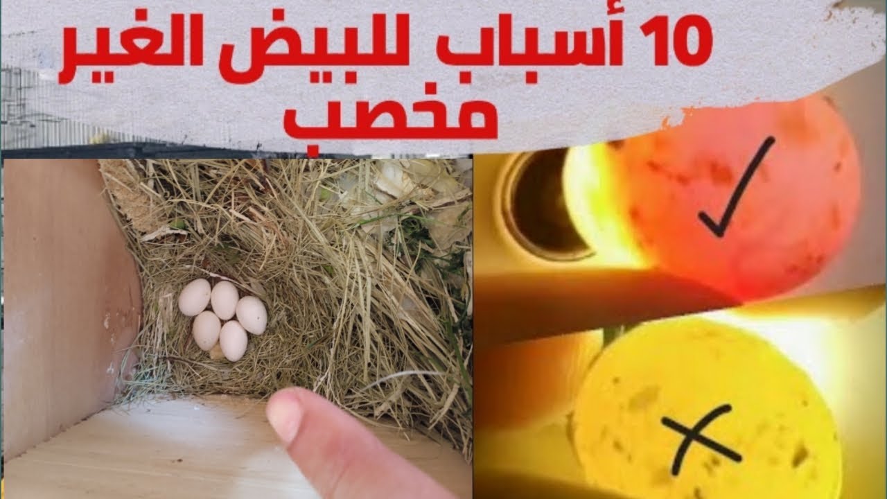انتبه 😱 هذه أخطر أسباب البيض الفارغ 😔