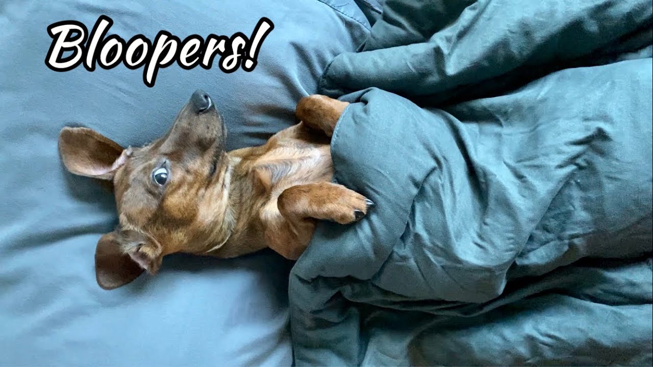 The bloopers so far... | Mac DeMini Dachshund