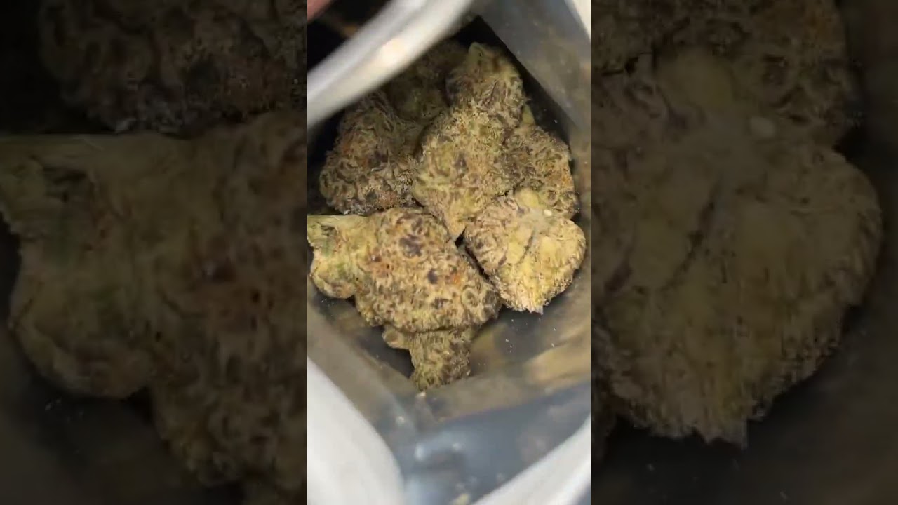Gumbo from gold standard cbd thca flower