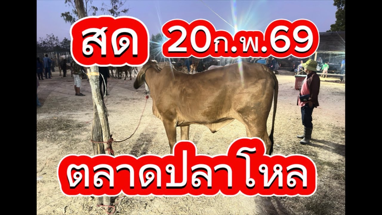 ชมบรรยากาศตลาดนัดโคกกระบือ อ.วาริช จ.สกลนคร 20/2/69