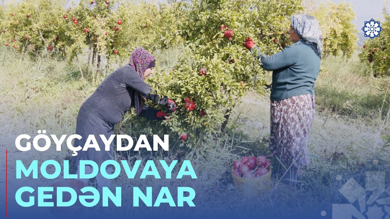 Göyçayda nar yığımına start verilib