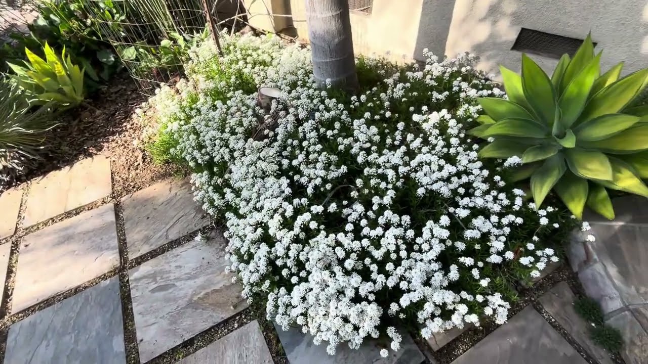 Drought Tolerant Candy Tuft, Iberis sempervirons