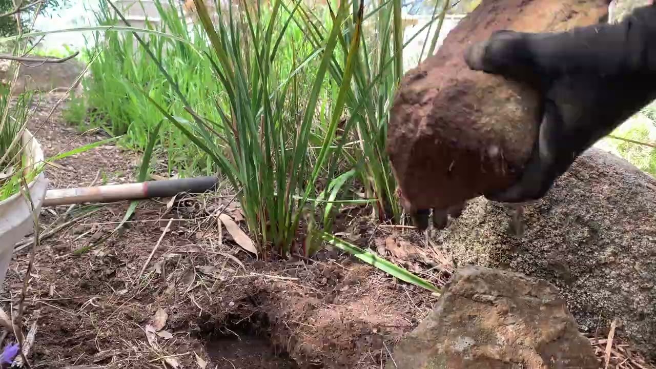 Huge Speed Weeding & Planting Project 1