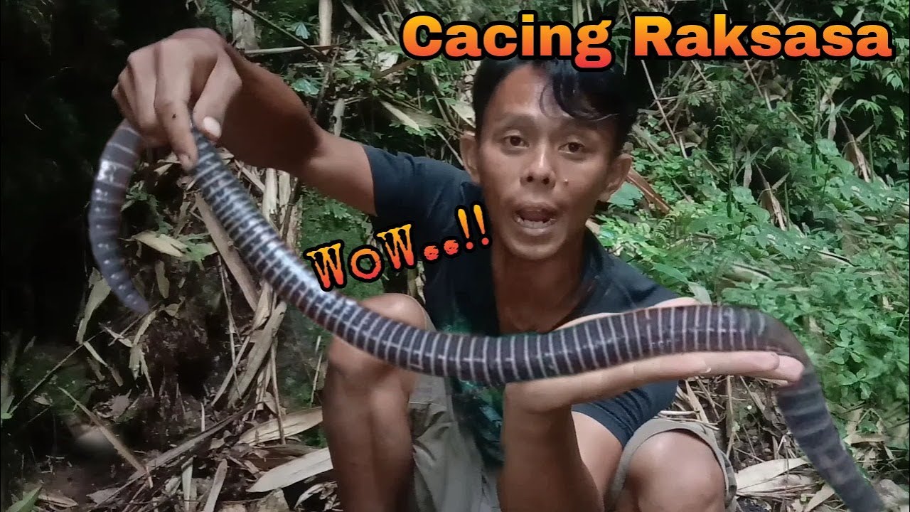 TERNYATA CACING SONARI RAKSASA MASIH HIDUP ! LESTARILAH ALAMKU