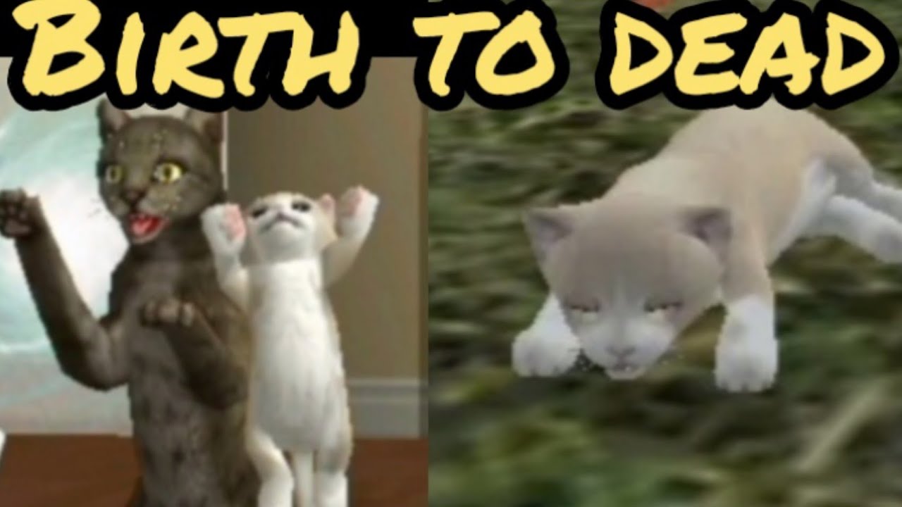 Cat sim: Birth to dead story#1